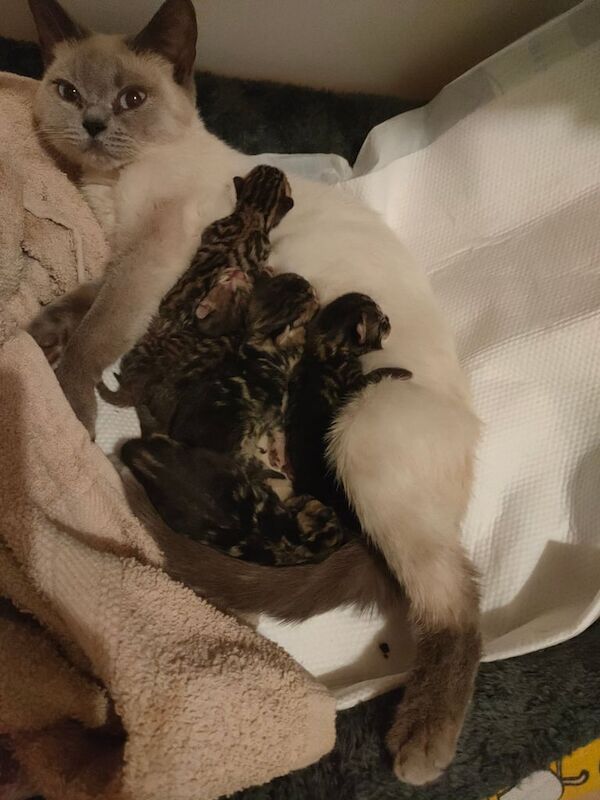 Bengal kittens for sale in Worcester Park, Greater London – 7 weeks old