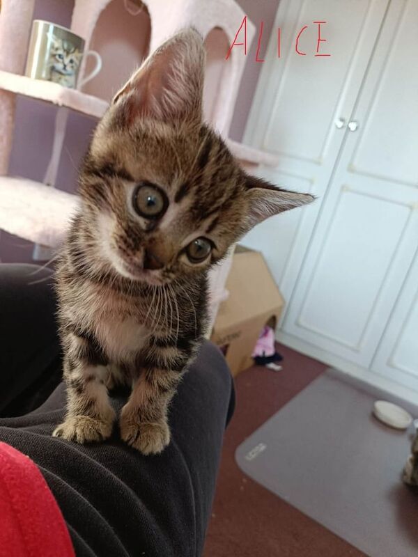Bengal kittens for sale in Worcester Park, Greater London – 7 weeks old - Image 2 of 3