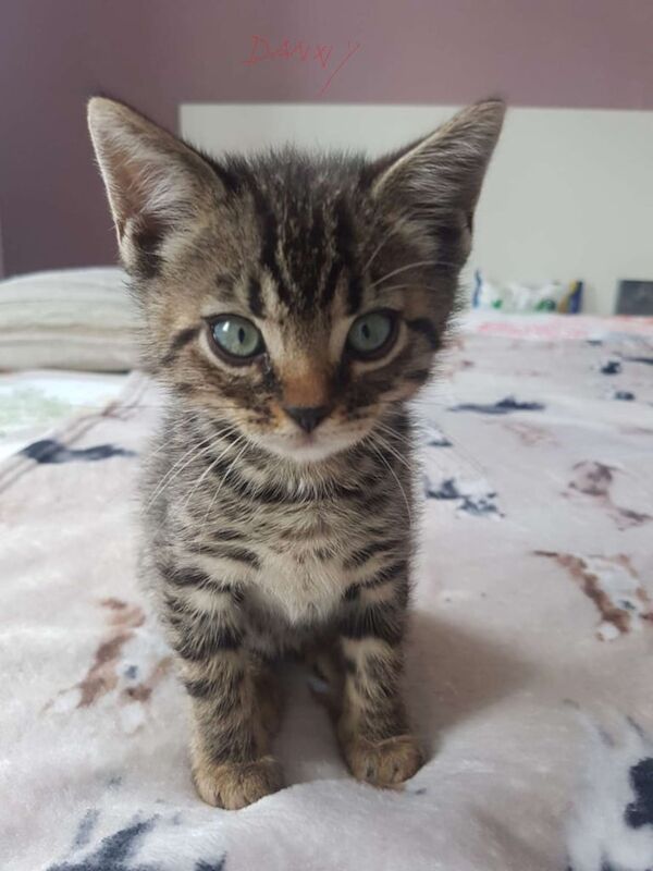 Bengal kittens for sale in Worcester Park, Greater London – 7 weeks old - Image 3 of 3