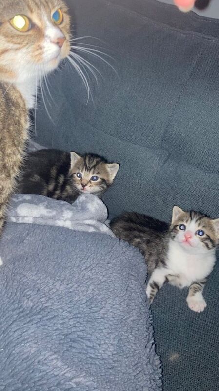 Bengal Kittens For Sale Under £300