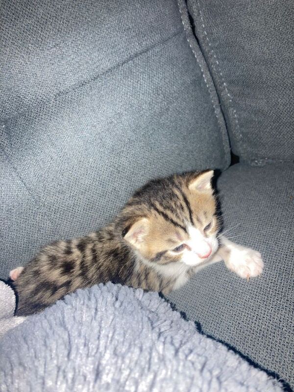 Bengal kittens for sale in Salford, Greater Manchester โ 5 weeks old - Image 2 of 3