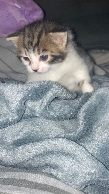 Bengal kittens for sale in Salford, Greater Manchester โ 5 weeks old - Image 3 of 3