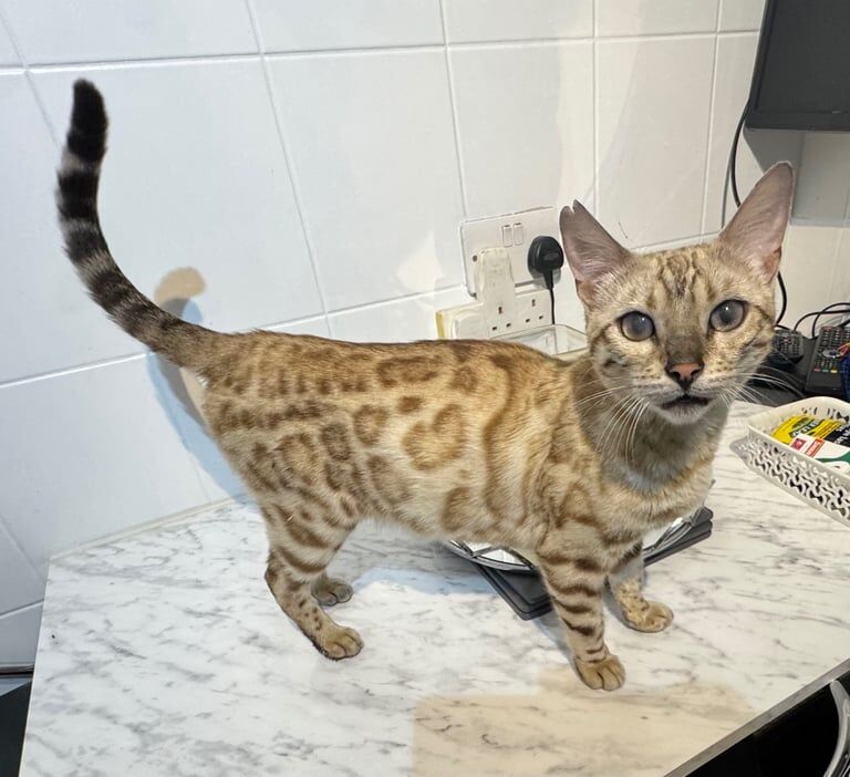 Bengal kittens for sale in Banbury, Oxfordshire – 8 weeks old