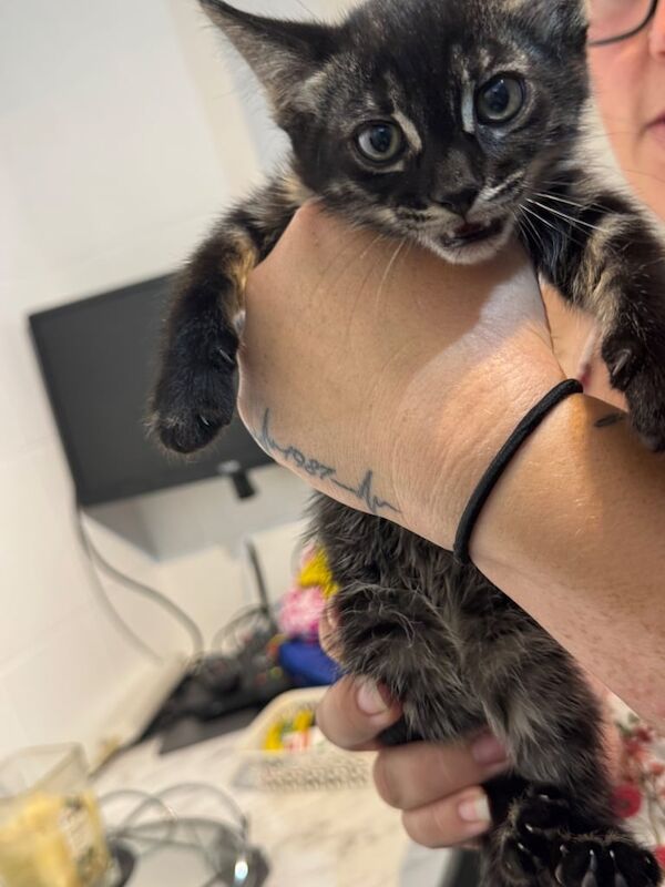 Bengal kittens for sale in Banbury, Oxfordshire – 8 weeks old - Image 2 of 3
