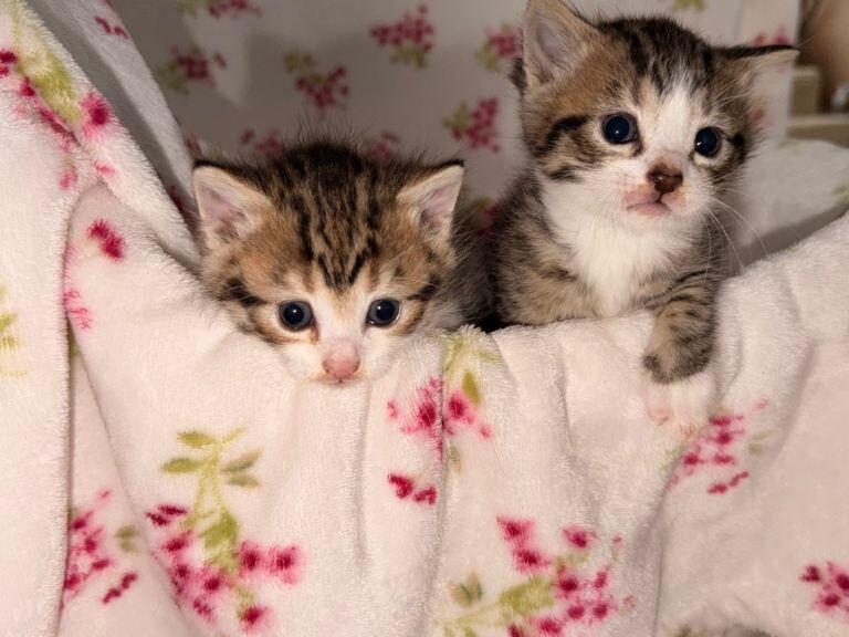 Bengal Kittens For Sale