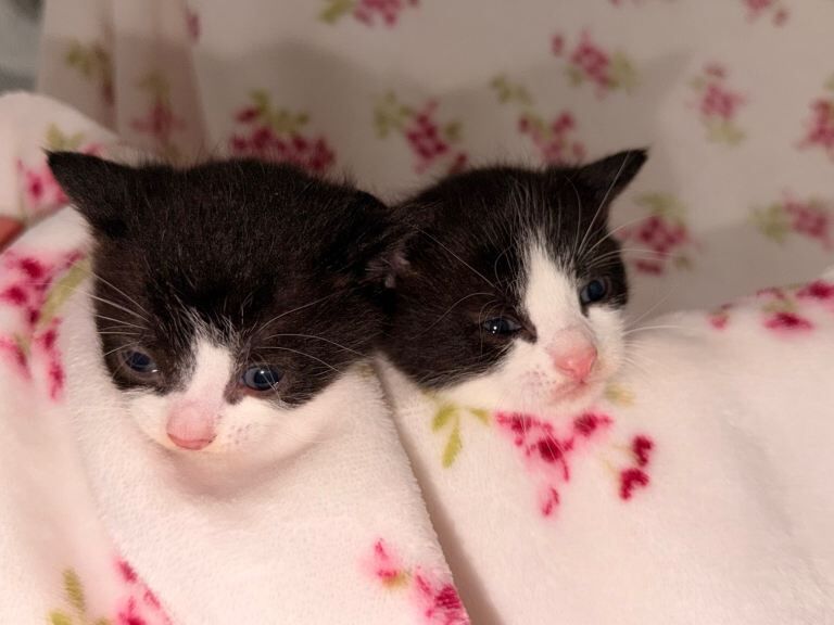 Bengal cross - Image 2 of 3