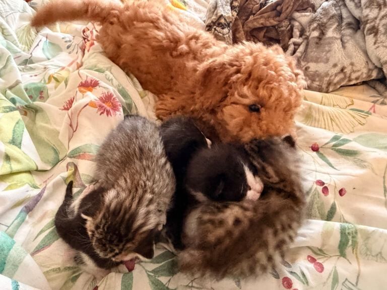 Bengal cross - Image 3 of 3