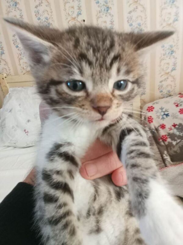 Bengal Kittens For Sale