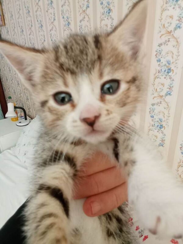 Bengal cross - Image 2 of 6