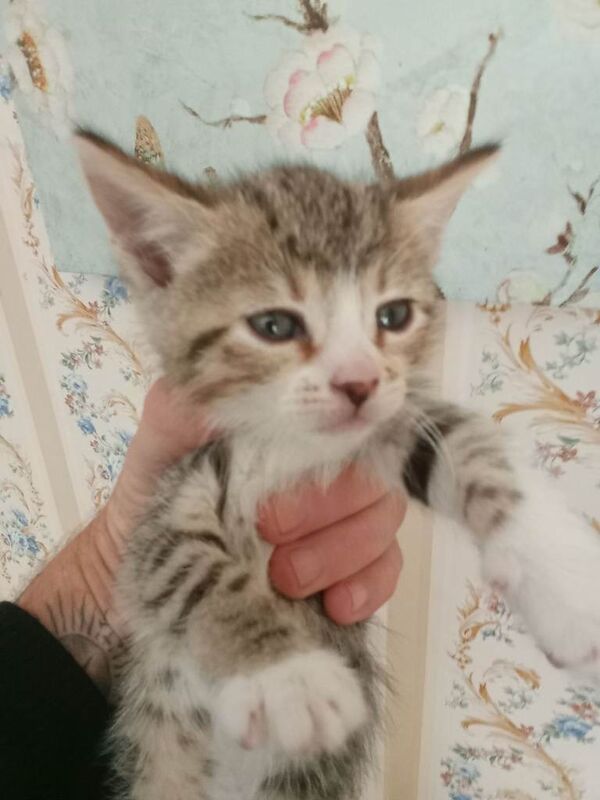 Bengal cross - Image 4 of 6