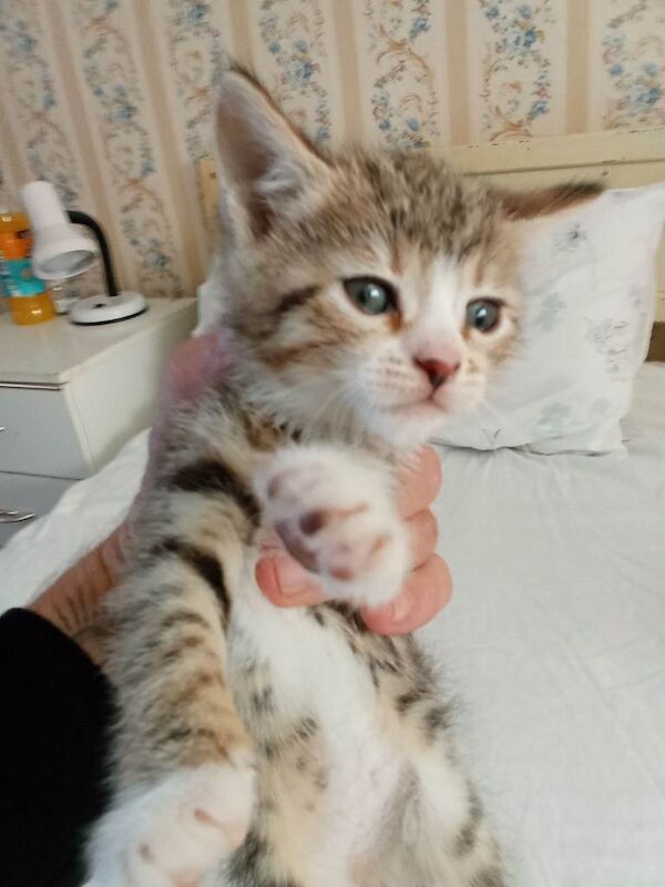 Bengal cross - Image 6 of 6