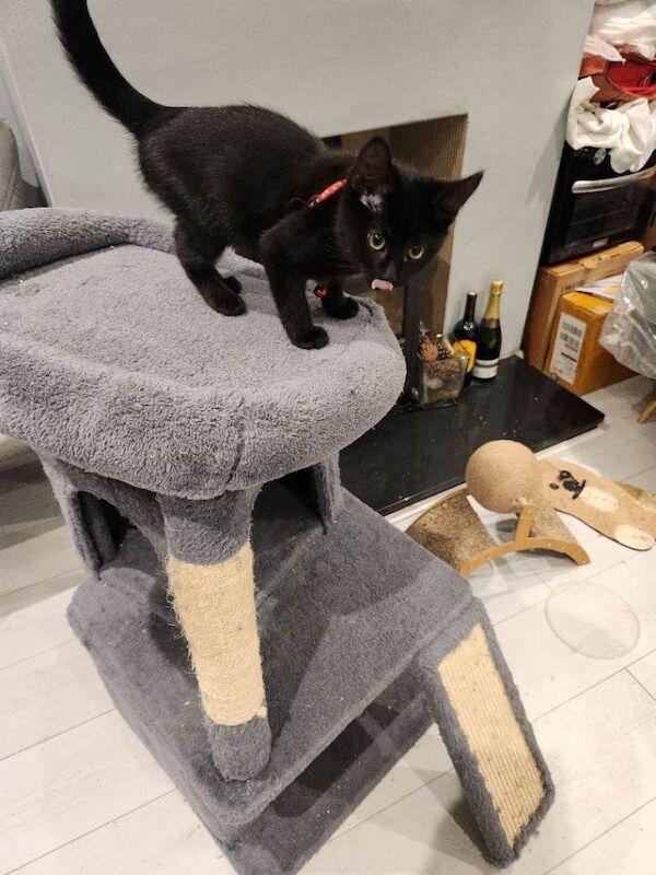 Bengal cross All black kitten