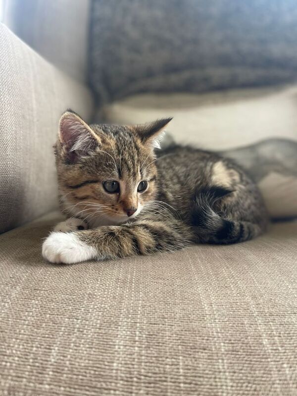 Bengal kittens for sale in Stranraer, Wigtown – 8 weeks old