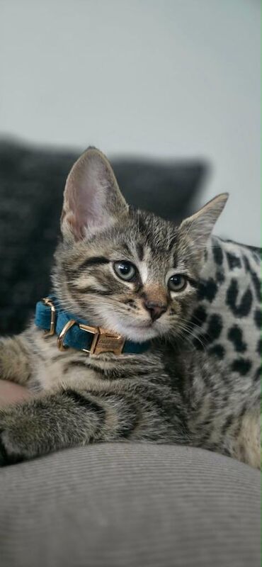 Bengal Kittens For Sale