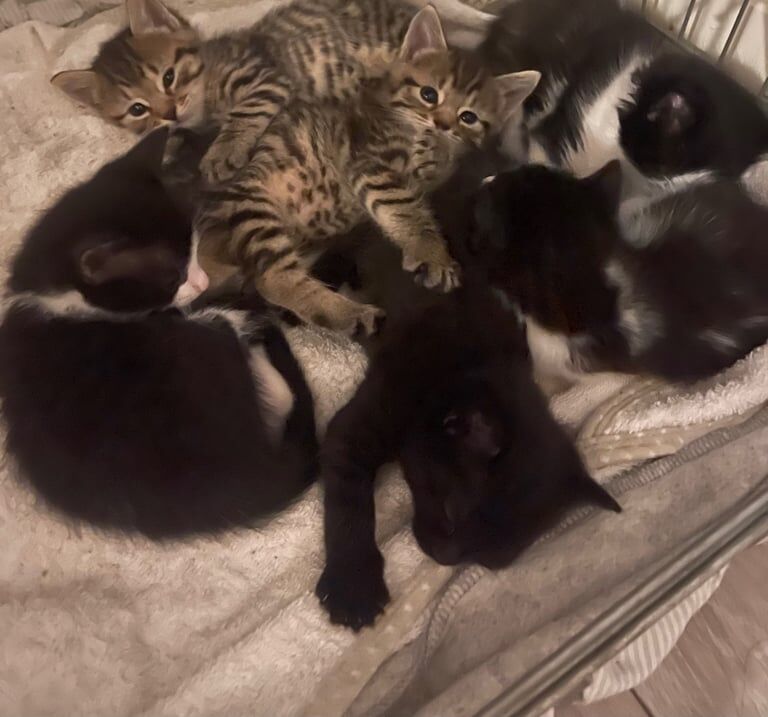 Bengal cross breed kittens 🐈⬛ for sale in Clapham, Greater London