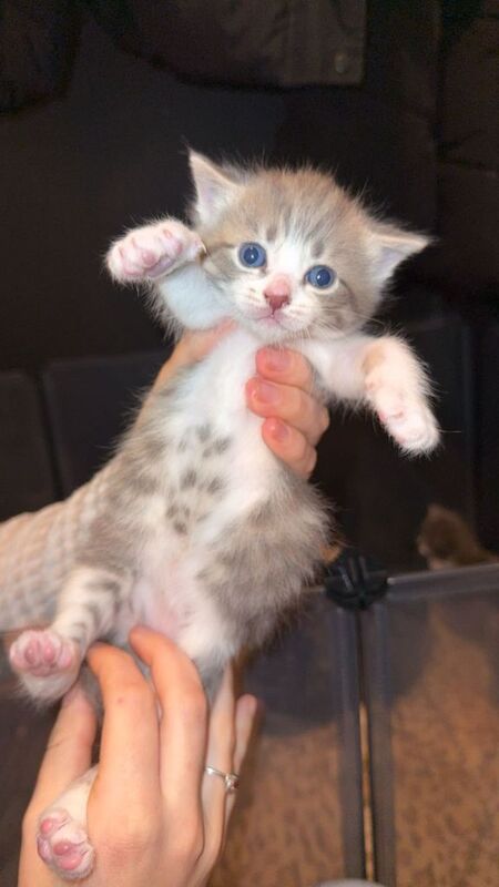 Bengal kittens for sale in Aldershot, Hampshire – 5 weeks old