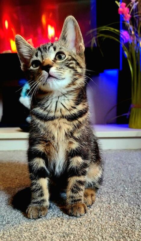 Bengal kittens for sale in Basford, Cheshire – 3 months old