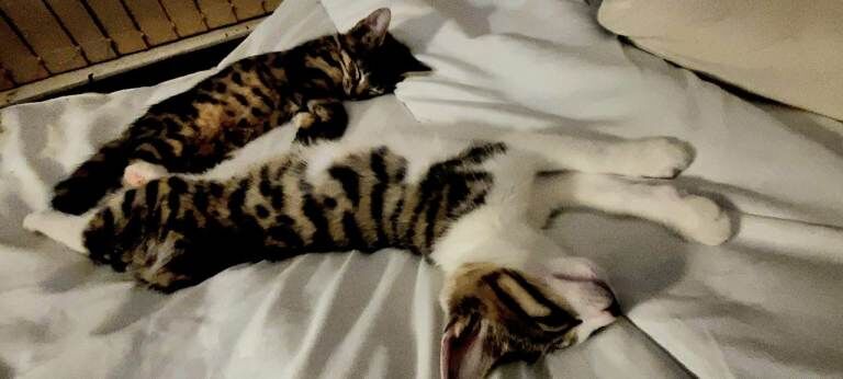 Bengal cross kitten - Image 2 of 3