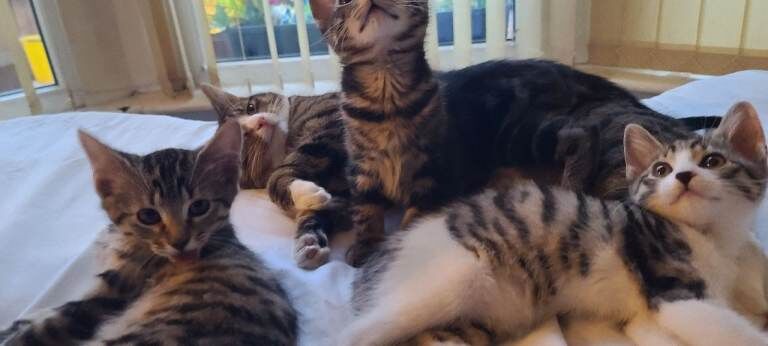 Bengal cross kitten - Image 3 of 3