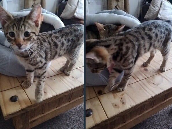 Bengal kittens for sale in Hodgehill, West Midlands – 11 weeks old