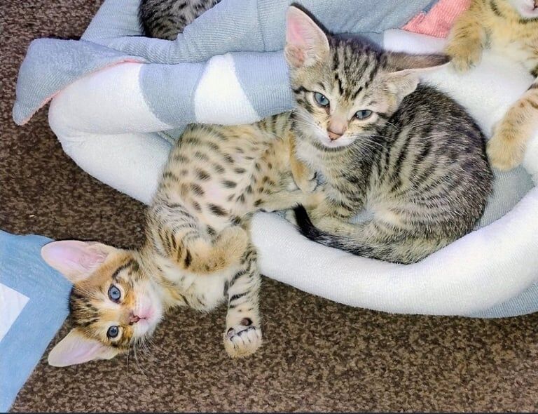 Bengal kittens for sale in Hodgehill, West Midlands – 11 weeks old - Image 2 of 3