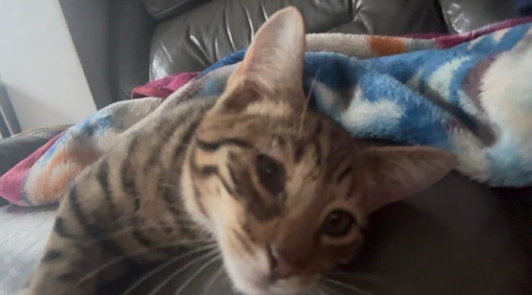 Bengal kittens for sale in Hodgehill, West Midlands – 11 weeks old - Image 3 of 3