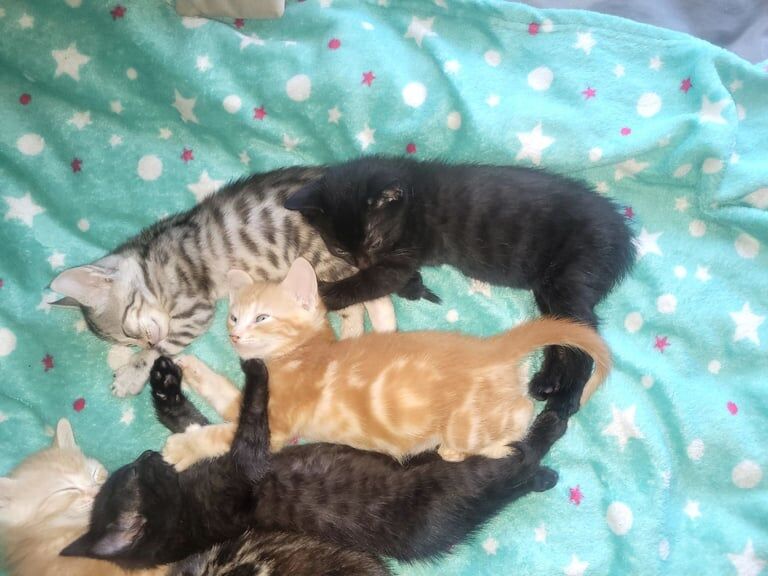 Bengal Cross kittens for sale in Southall, Greater London