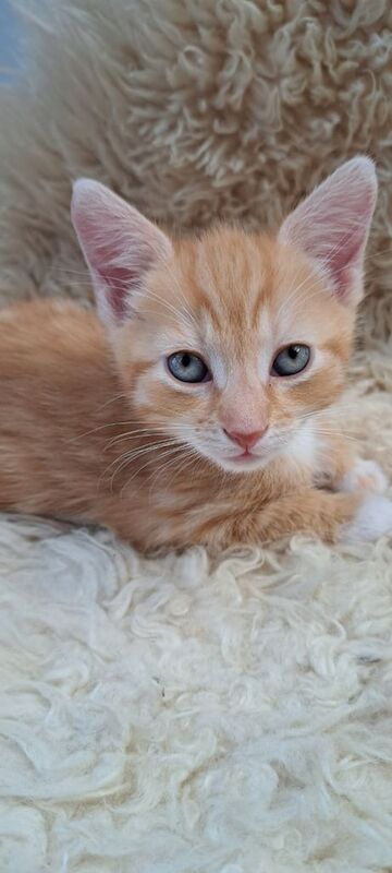 Bengal cross kittens for sale in Cumbernauld, Dunbartonshire