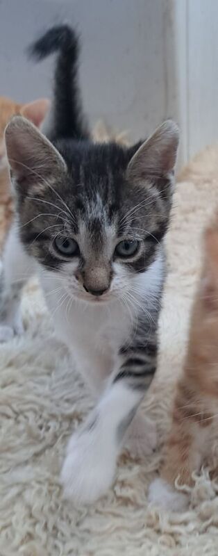 Bengal cross kittens for sale in Cumbernauld, Dunbartonshire - Image 2