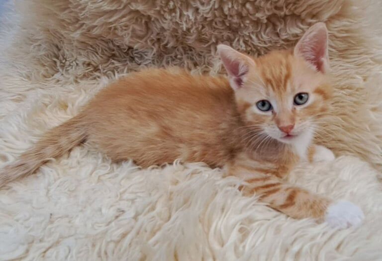 Bengal cross kittens for sale in Cumbernauld, Dunbartonshire - Image 3