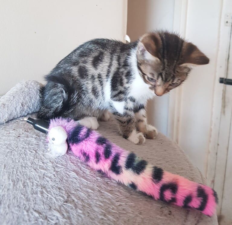 Bengal cross kittens for sale in Solihull, West Midlands