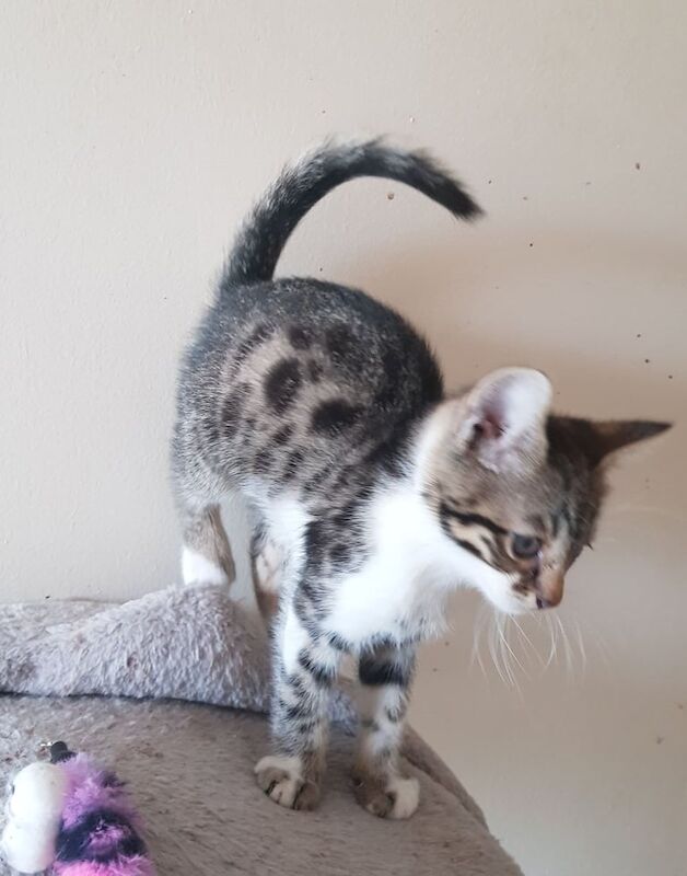 Bengal cross kittens for sale in Solihull, West Midlands | Image 2