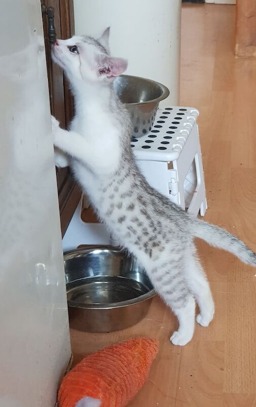 Bengal cross kittens for sale in Solihull, West Midlands | Image 3