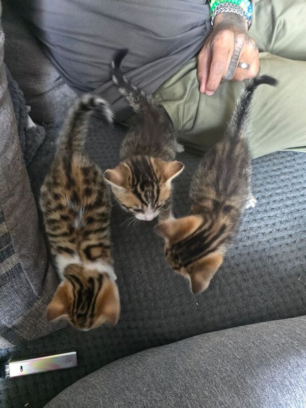 Bengal kittens for sale in Rawmarsh, South Yorkshire – 6 weeks old