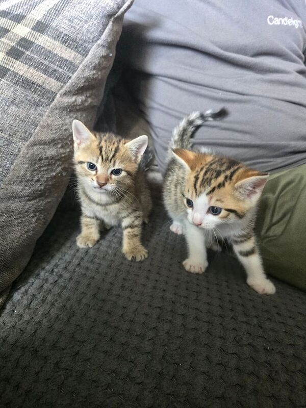 Bengal kittens for sale in Rawmarsh, South Yorkshire – 6 weeks old - Image 2 of 3