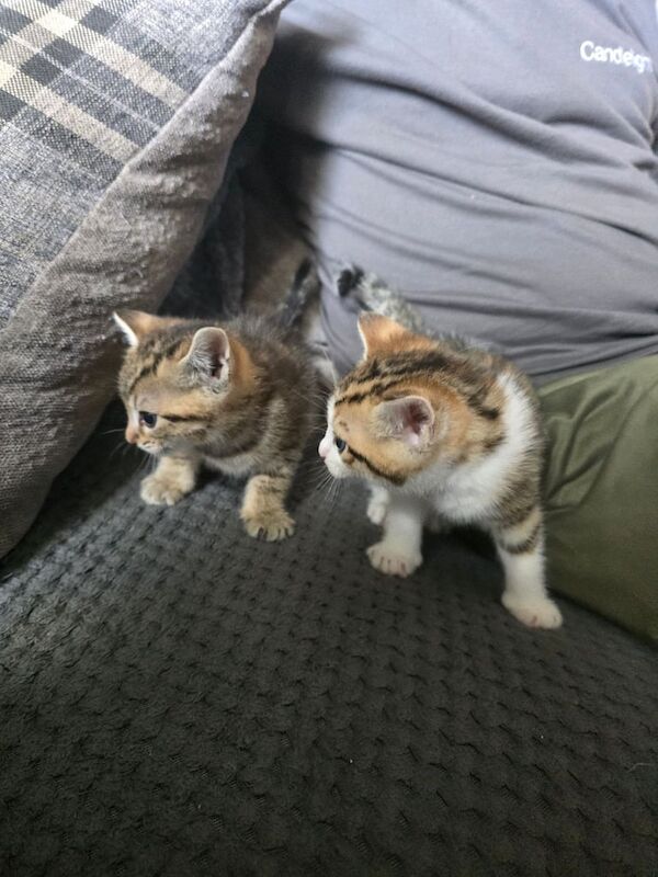 Bengal kittens for sale in Rawmarsh, South Yorkshire – 6 weeks old - Image 3 of 3