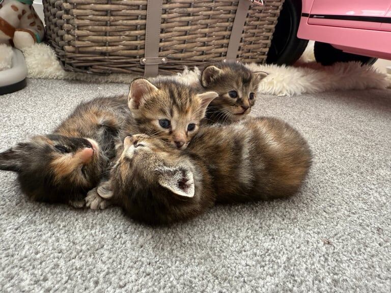 Bengal kittens for sale in Hailsham, East Sussex – 10 weeks old