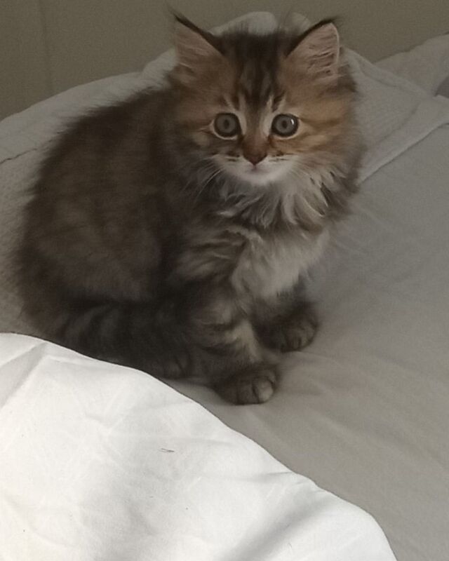 Bengal kittens for sale in Newmains, Lanarkshire – 9 weeks old