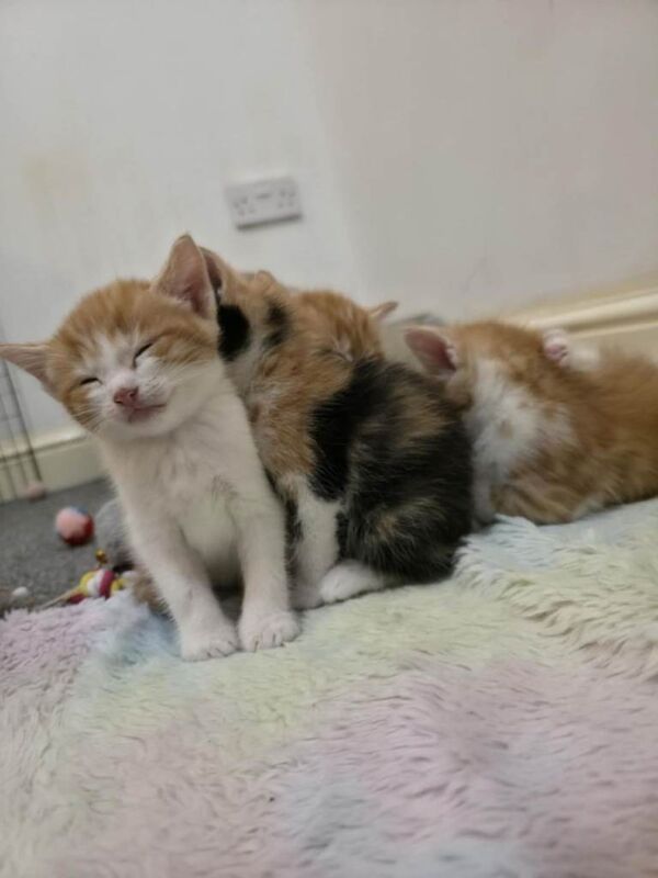Bengal cross kittens