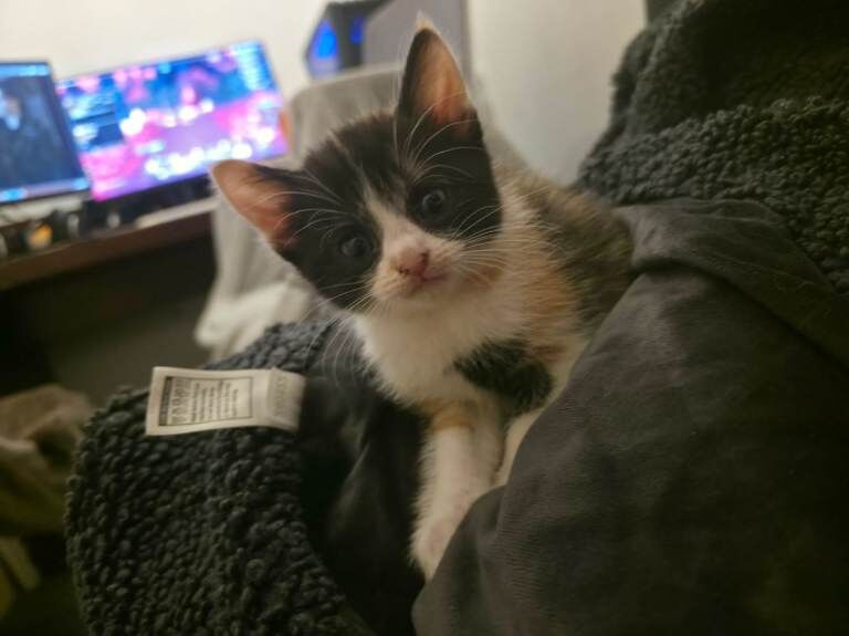 Bengal cross kittens - Image 2 of 5