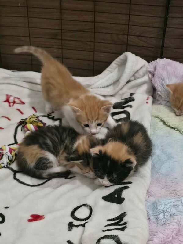 Bengal cross kittens - Image 3 of 5