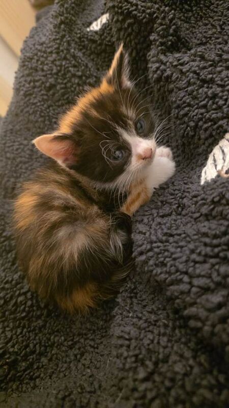 Bengal cross kittens - Image 4 of 5