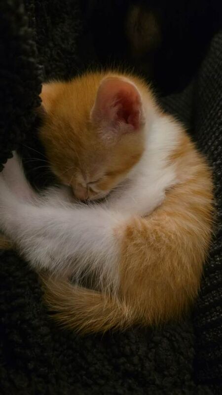 Bengal cross kittens - Image 5 of 5