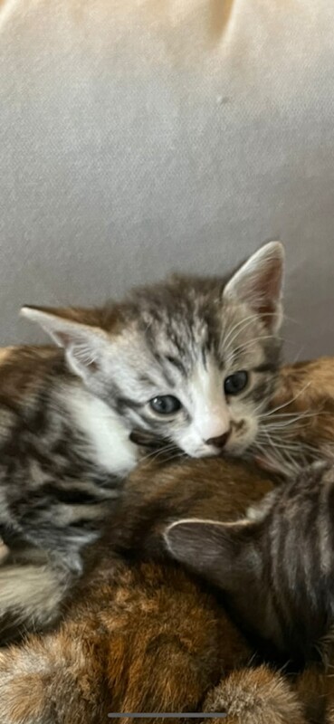 Bengal cross kittens