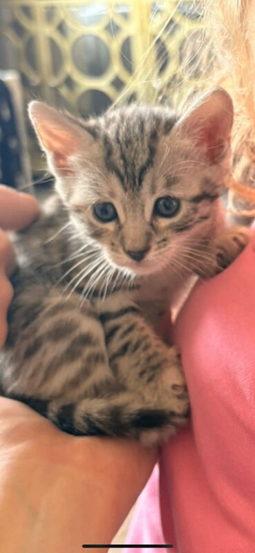 Bengal cross kittens - Image 2 of 5