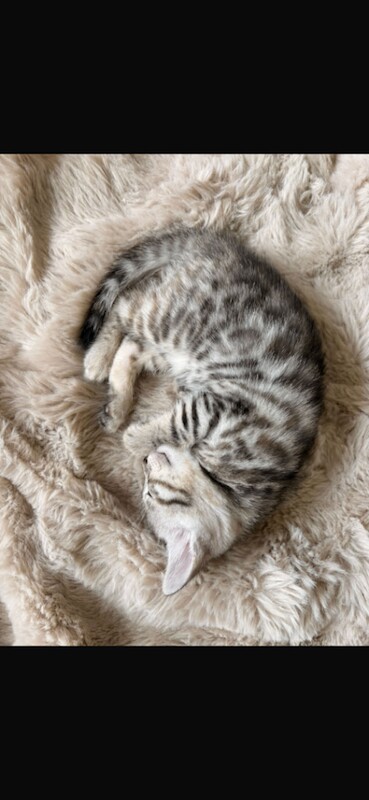 Bengal cross kittens - Image 3 of 5