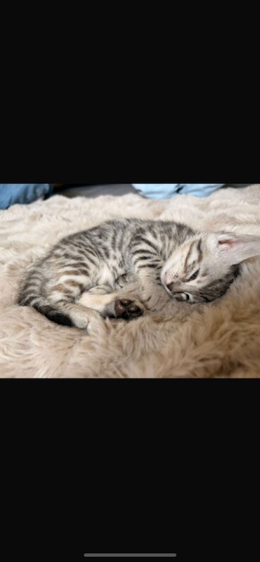 Bengal cross kittens - Image 4 of 5