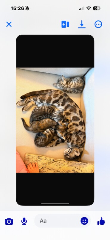 Bengal cross kittens - Image 5 of 5