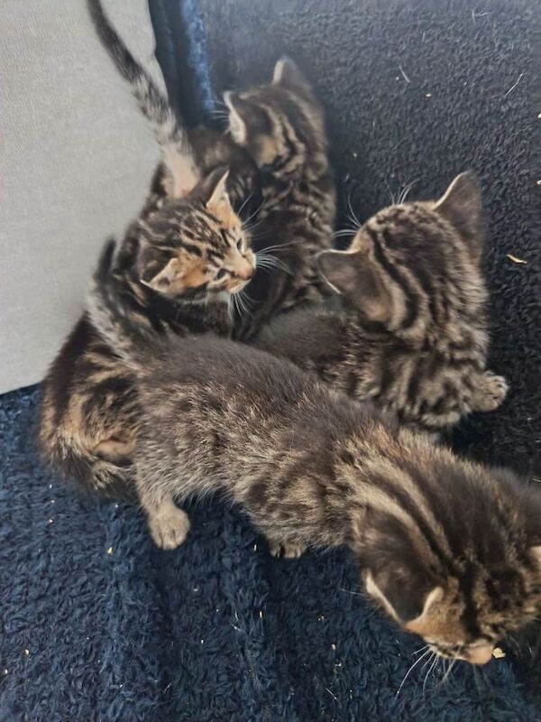 Bengal cross kittens