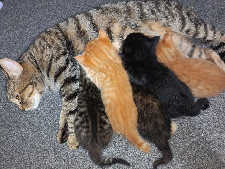 Bengal cross kittens
